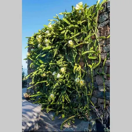 Dammuso Bianca Maria Casa vacanze Scauri (Sicily)